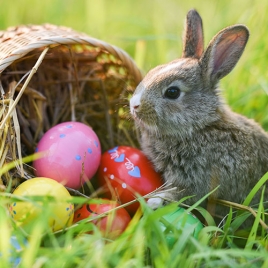 SLVie 9 Chasse aux oeufs