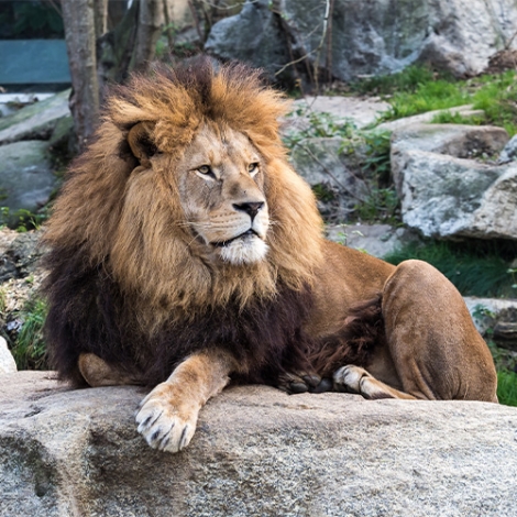 SLVie 2 Sortie au Zoo refuge La Tanière