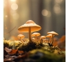 SLVie 1 Découverte des Champignons