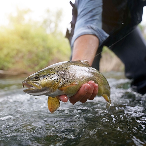 SLVie 9 Concours de pêche à la truite